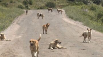 Malazgirt ilçesinde 16 yaşındaki çocuk başıboş köpeklerin saldırısına uğradı