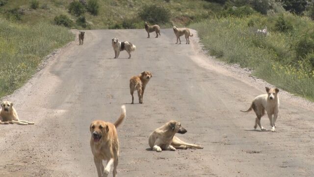 Malazgirt ilçesinde 16 yaşındaki çocuk başıboş köpeklerin saldırısına uğradı